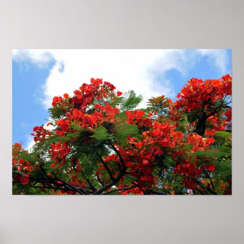 Royal Poinciana Flowering Tree Print