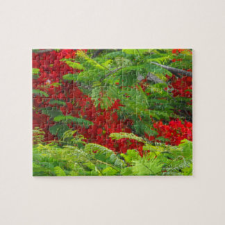 Royal Poinciana Jigsaw Puzzle