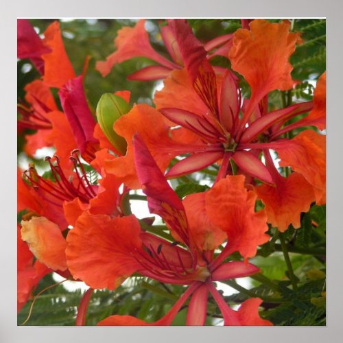 Royal Poinciana Poster