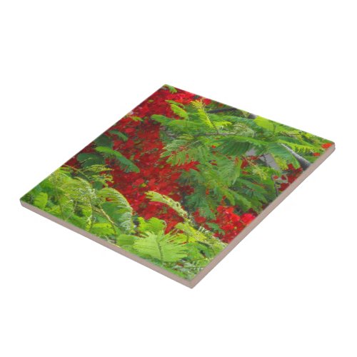 Royal Poinciana Tile