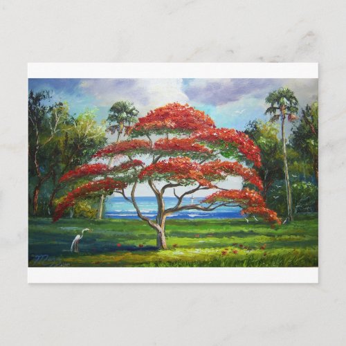 Royal Poinciana Tree Mazz Postcard