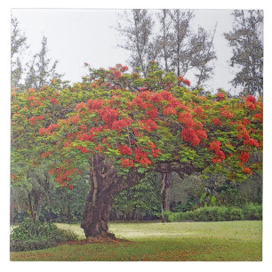 "ROYAL POINCIANA TREE"/RED BLOSSOMS TILE