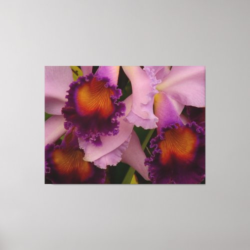 Royal Purple Cattleya Orchid Canvas Print