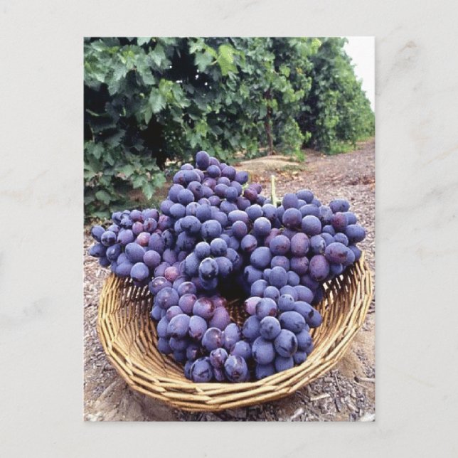 Royal Purple Grapes Postcard (Front)