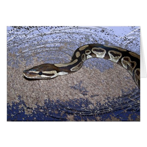 Royal Python or Ball Python