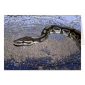 Royal Python or Ball Python Cards (Front Horizontal)