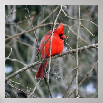 Royal Red Cardinal 24x24 Poster by WestCreek at Zazzle