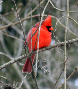 cardinal bird snow globes zazzle