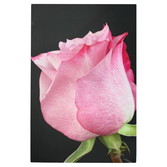 Royal Rose Metal Print (Front)
