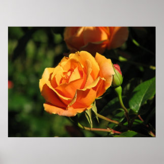 Royal Sunset Hybrid Tea Rose 016 Poster