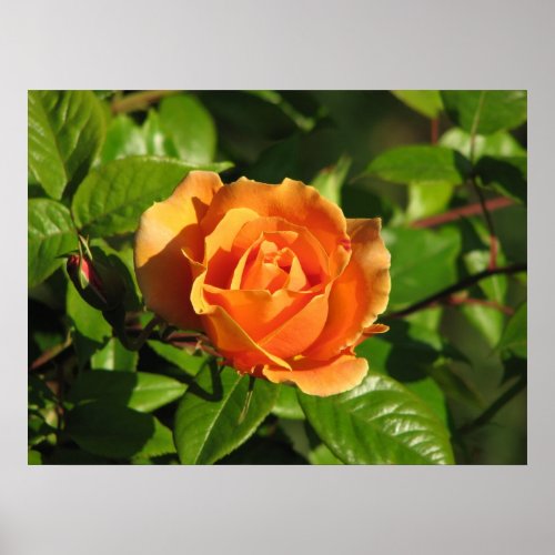 Royal Sunset Hybrid Tea Rose 018 Poster