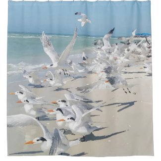 Royal Tern Beach Birds Shower Curtain
