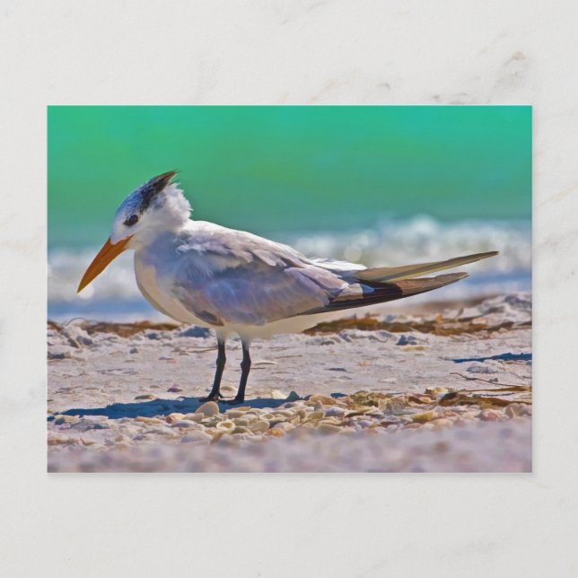 Royal Tern Bird Postcard (Front)