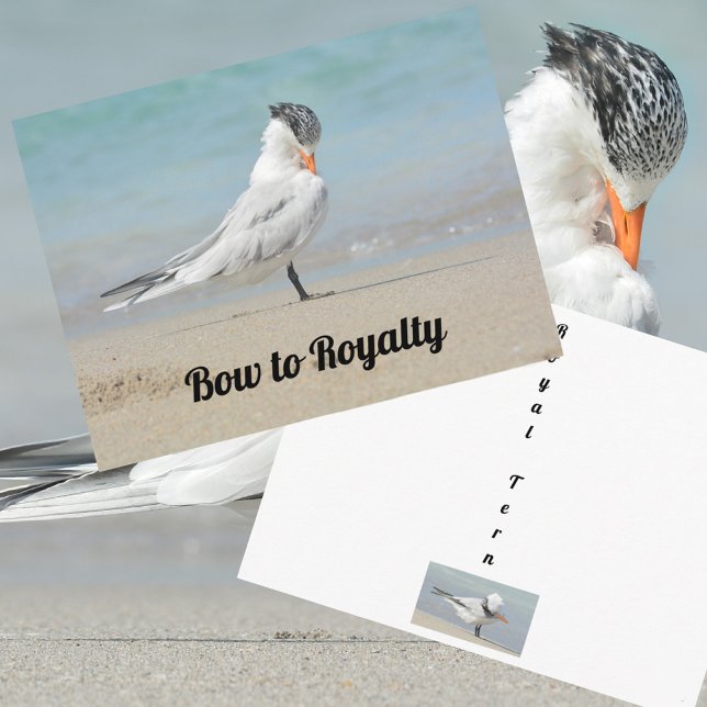 Royal Tern Bow to Royalty Funny Photographic Postcard (Creator Uploaded)