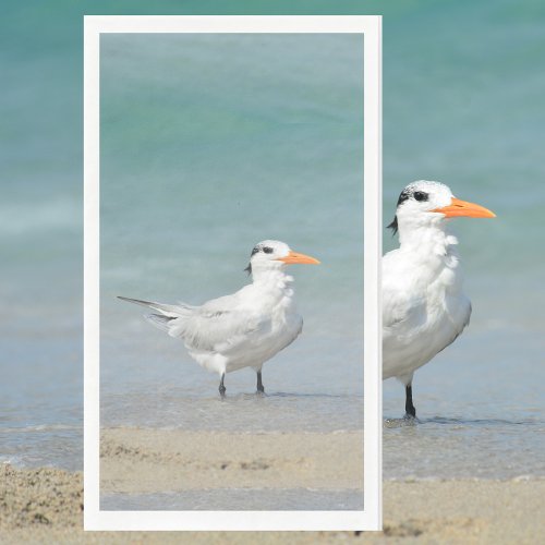 Royal Tern Coastal Beach Photographic Paper Guest Towels