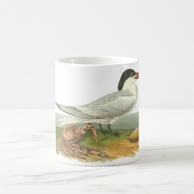 Royal Tern, John Audubon Coffee Mug (Center)