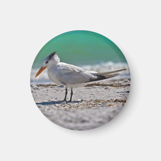 Royal Tern Magnet (Front)