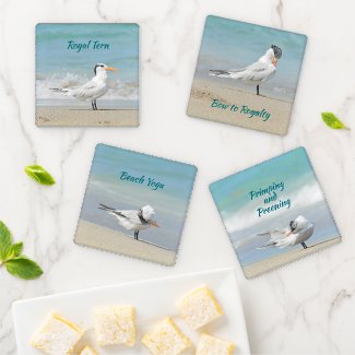 Royal Tern Seabirds Beach Photographic