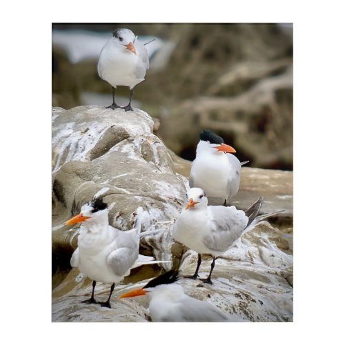 Royal Terns Acrylic Print