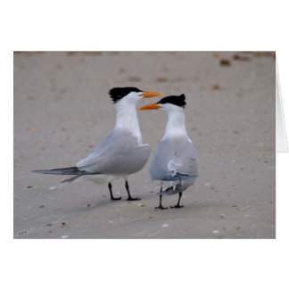 Royal Terns Cards