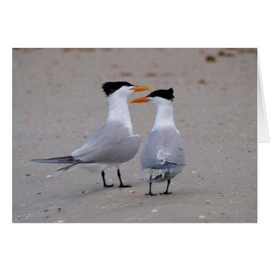 Royal Terns Cards (Front Horizontal)