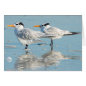 Royal Terns on beach (Front Horizontal)