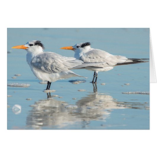 Royal Terns on beach Cards (Front Horizontal)