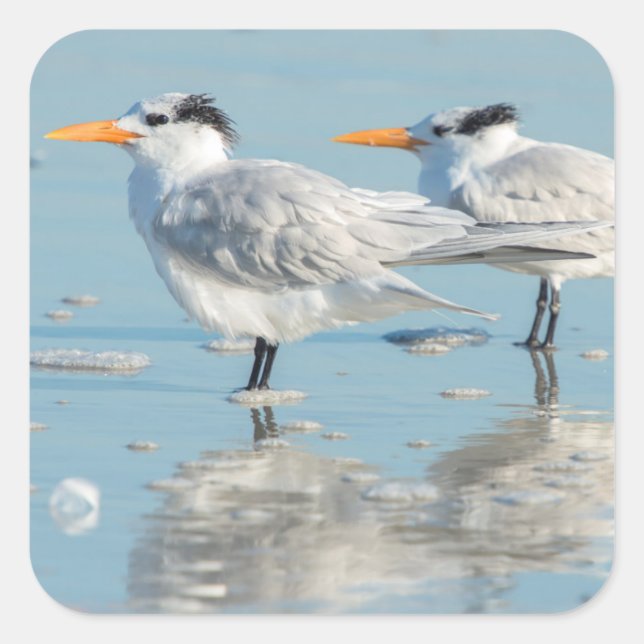 Royal Terns on beach Square Sticker (Front)