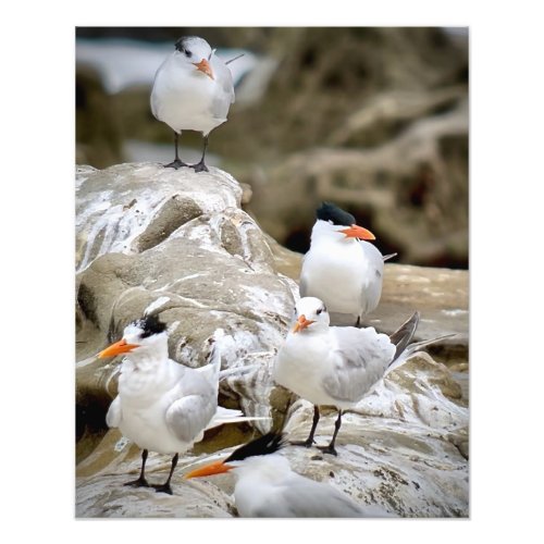Royal Terns Photo Print