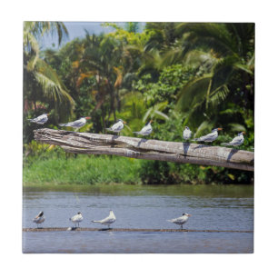 Royal terns, Tortuguero river estuary - Costa Rica Ceramic Tile