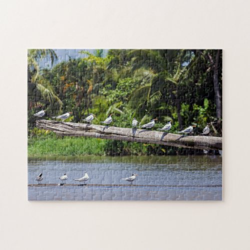 Royal terns Tortuguero river estuary _ Costa Rica Jigsaw Puzzle