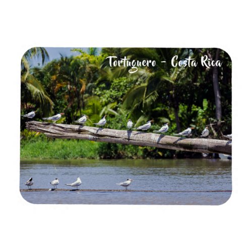 Royal terns Tortuguero river estuary _ Costa Rica Magnet