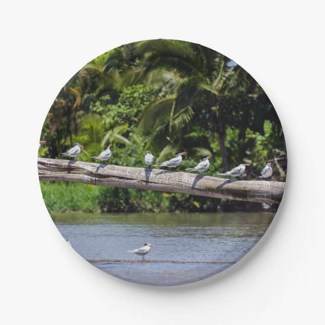 Royal terns, Tortuguero river estuary - Costa Rica Paper Plates (Front)