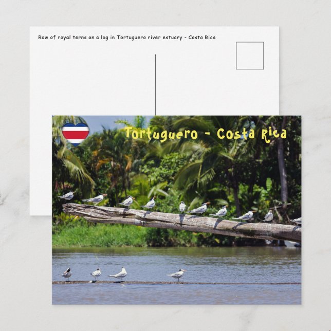 Royal terns, Tortuguero river estuary - Costa Rica Postcard (Front/Back)