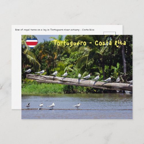 Royal terns Tortuguero river estuary _ Costa Rica Postcard