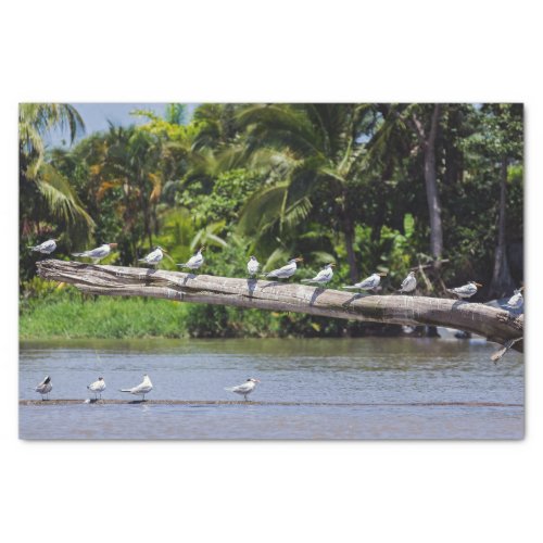 Royal terns Tortuguero river estuary _ Costa Rica Tissue Paper