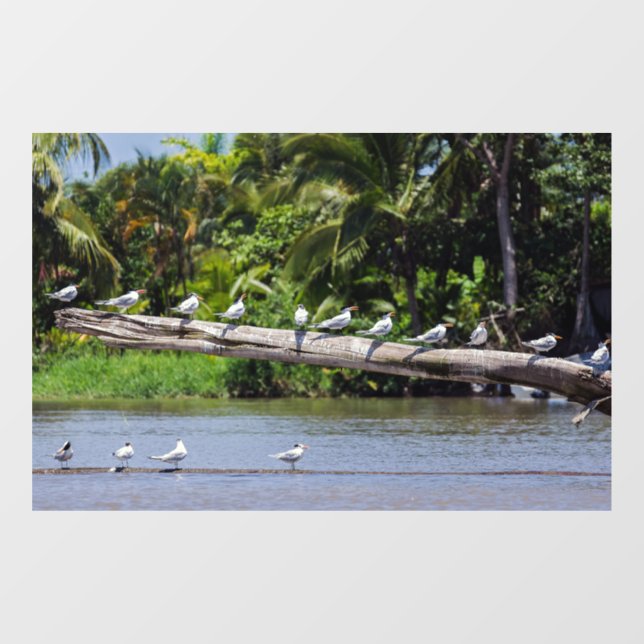 Royal terns, Tortuguero river estuary - Costa Rica Window Cling (Sheet)