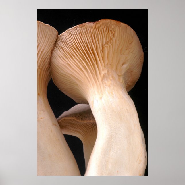 Royal Trumpet Mushroom Photo Poster (Front)