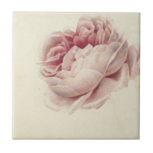 Roze Roos (1792) – Timeless Vintage Botanical Art Ceramic Tile