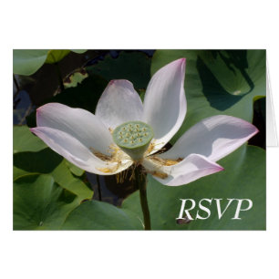 RSVP CARDS