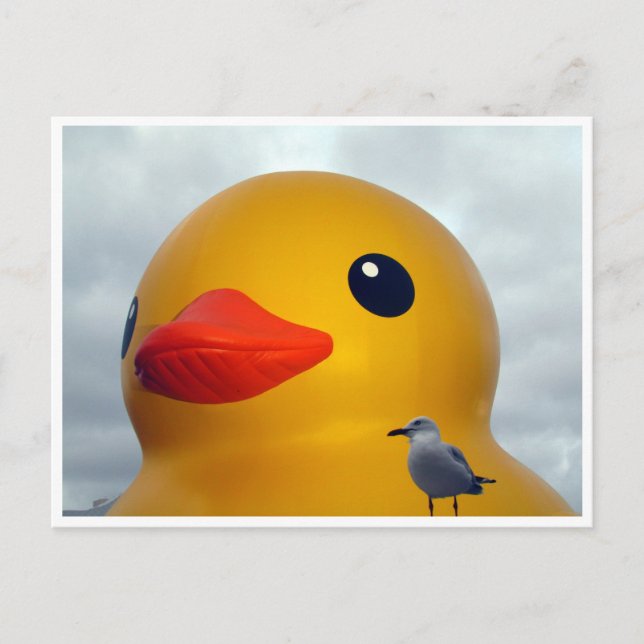 rubber duck seagull postcard (Front)