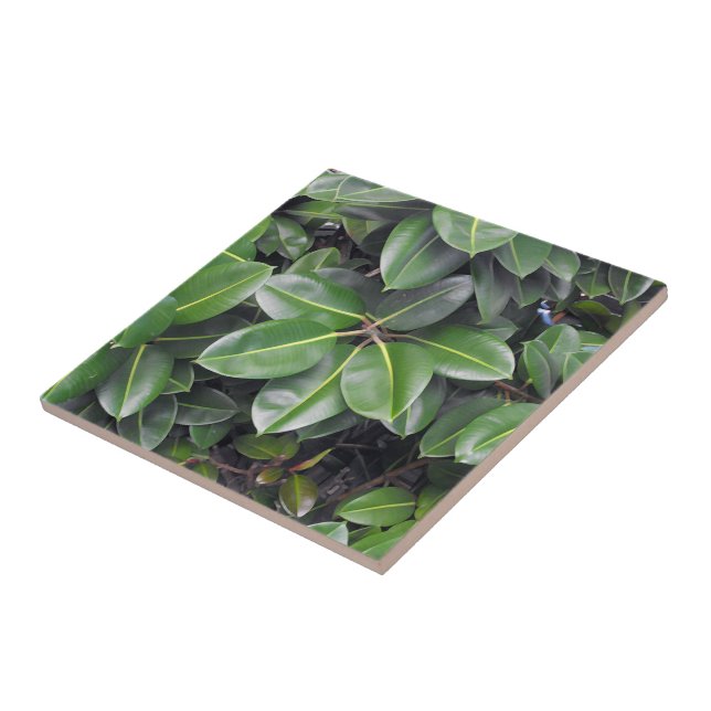 Rubber Tree Closeup Ceramic Tile (Side)