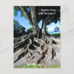 Rubber tree Curvy roots Fort Myers Postcard