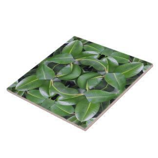 Rubber Tree Pattern Tile