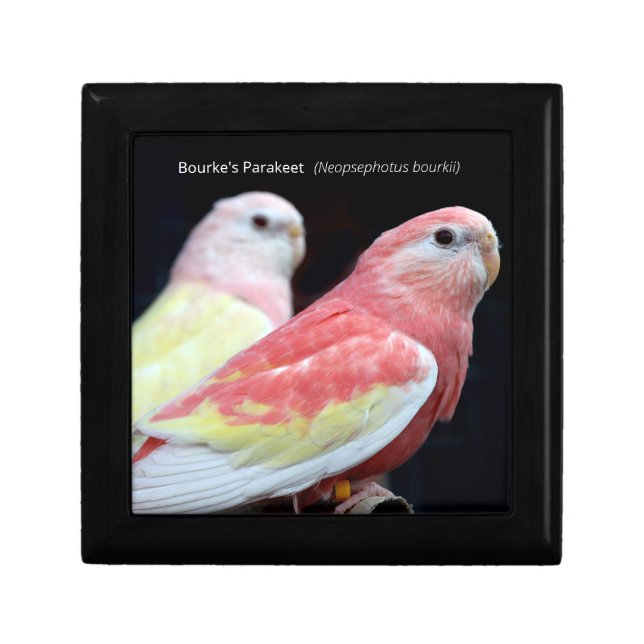 Rubino Bourke's Parakeet Gift Box (Front)