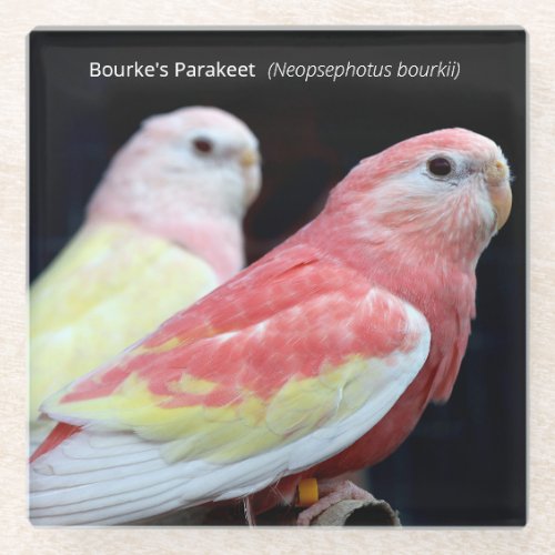 Rubino Bourkes Parakeet Glass Coaster