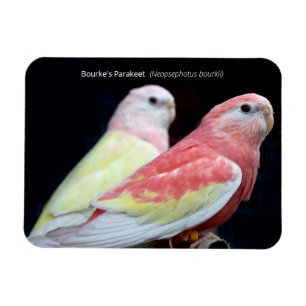 Rubino Bourke's Parakeet Magnet