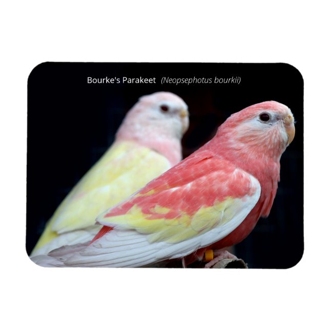 Rubino Bourke's Parakeet Magnet (Horizontal)