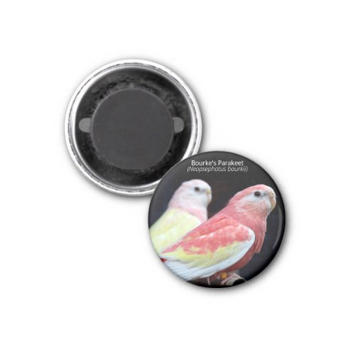 Rubino Bourkes Parakeet Magnet