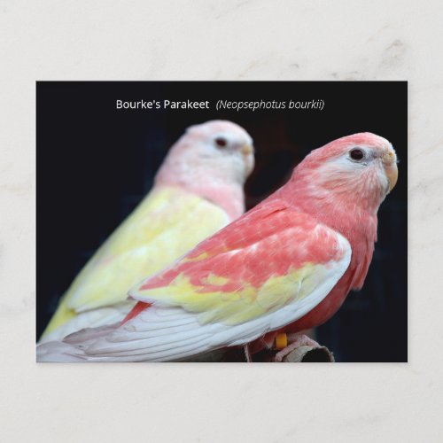 Rubino Bourkes Parakeet Postcard